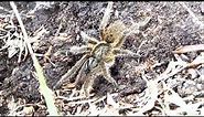 Finding the Highveld baboon spider in the wild - Harpactira hamiltoni