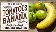 ★ How to: Ripen Tomatoes with a Banana (A Full Off the Vine Tutorial)