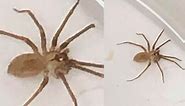 Doctors find venomous brown recluse spider inside Missouri woman's ear
