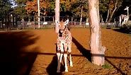 Best Giraffe Videos Compilation 🦒😂 [Funny Pets]