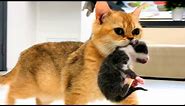 Mom cat carries loudly meowing kittens to a new place - compilation