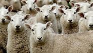 140 Sheep Quotes to Inspire Humility & Ambition