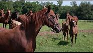 Saddlebred Farms | Foal Play | A Kentucky Original Series
