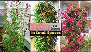 Best Vines for Growing in Small Spaces | Climbing Plants