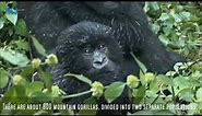 The Story Of Dian & Digit ( for The Dian Fossey Gorilla Fund Int.)