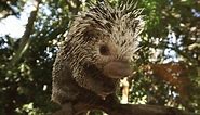 Check Out These Amazing Porcupines And Their Really Sharp Spikes