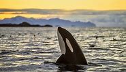 Orcas: Facts about killer whales