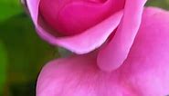 "Elegance in Bloom: Exploring the Beauty of Pink Roses 🌷"