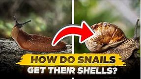 How Do Snails Get Their Shells? (Are Snails Born With Their Shells?)