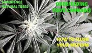 Overfeeding and How To Flush Your Cannabis