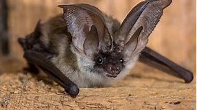 13 Types of Bats In South Carolina! (ID GUIDE)