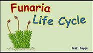 Funaria life cycle