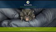 Barbastelle bat (Barbastella barbastellus) identification training video