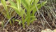 Wild Edible Plant: Milkweed