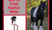 Treating mites in Gypsy cob feather with Pour-on Ivermectin