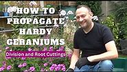 How to Propagate Hardy Geraniums by Division and Root Cuttings | How to Take Cuttings of Geraniums