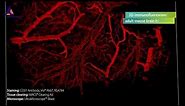 Mouse brain vasculature visualized by 3D-immunofluorescence using CD31/PECAM-1 Antibody