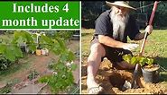 How To Plant Grape Vines at Home in the Back Yard.