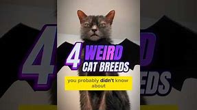 4 WEIRD Cat Breeds You Didn't Know!😳 #shorts