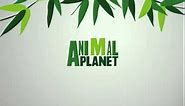 Animal Planet Logo Reveal