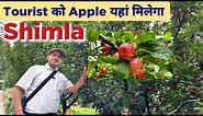 🍎 Apple Orchard Shimla | Shimla Apple garden | Shimla Tourist Places / Apple#shimlahimachal #shimla