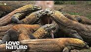 Komodo Dragon: World's Largest and Deadliest Monster Lizard | Love Nature
