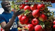Apple Farming. Apple Variety Selection,Planting to Harvesting & how to get fruits in a short period