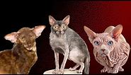 The Ugliest Cat Breeds. Here Scientists Have Definitely Messed Up !!!