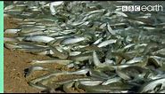 Why Are These Fish Beaching Themselves? | BBC Earth