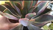 Graptoveria Fred Ives Propagation Update