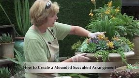 How to Make a Mounded Succulent Arrangement