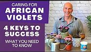 Care Tips for African Violets - 4 Keys to Success (What You Need to Know About African Violet Care)