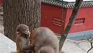 Hanging out with the coolest apes in town. #photography #animals #meme #wildlifephotography #animal #monkeymemes #zoo #dankmemes #cute #naturephotography #travel #nature #monkeysofinstagram #art #ape #monkeyseemonkeydo #wildlife #photooftheday #love #primates #memes #funny #monkeys #monkeyface #monkeylove #gorilla #animallovers #primate #monkey #animalphotography | Tommy Brakus