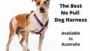 The 7 Best No Pull Dog Harnesses Australia: Tested & Evaluated - gentledogtrainers.com.au
