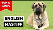 English Mastiff - Top 10 Facts