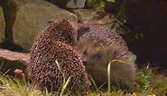 Fighting and courtship of hedgehogs