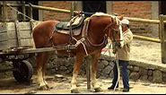 How to Breed Draft Horses - Percheron - Blegium Horse -TvAgro by Juan Gonzalo Angel