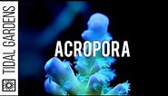 A closer look at Acropora SPS corals