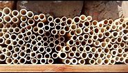 Solitarne pčele - pčele voćnjaka Osmia cornuta
