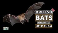Bats, British Bats and how to Help Them!