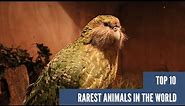 The Top 10 Rarest Animals in the World