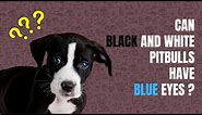 Can a Black and White Pitbull Have Blue Eyes??? 👀