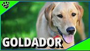 Goldador Dogs 101: Golden Retriever and Labrador Retriever Mix