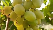 Beautiful Yellow Grape. Big Grapes🍇