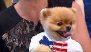 Jiff the Pomeranian Crowns 'GMA' Dog Vs. Dog Champion