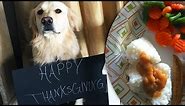 Homemade Thanksgiving Meals for Dogs! (Super Cooper Sunday #77)