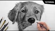 How to Draw a Realistic Dog | Tutorial for BEGINNERS