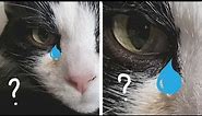 Why Do Cats Cry?