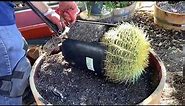 Planting Golden Barrel Cactus 🌵