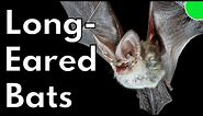 Britain’s Rarest: Grey Long-Eared Bats (and how to help them)